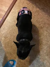 Menstruation Underwear Panties Jumpsuit Diaper Dog-Shorts Pet-Physiological Sanitary