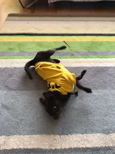 Dog Hoodies Jacket Costume Coat French Bulldog Chihuahua Winter for Pets-Clothing