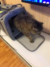 Dog-Carrier-Bag Travel-Bags Dog-Backpack Transport Soft-Side Airline-Approved Cats Small