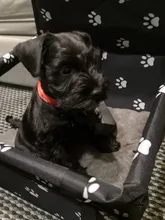 Bolsa de seguridad para perros, para el asiento del coche, impermeable, plegable, para transporte con seguridad de gatos y perros pequeños