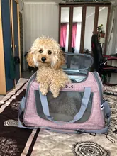 Carrier-Bag Pets-Handbag Pet-Puppy Dog Chihuahua Breathable Mesh Cat