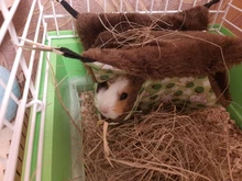 Hamaca de Mascota de doble capa de felpa suave invierno cálido nido colgante cama para dormir mascotas pequeñas Hamster ardilla Casa de Chinchilla