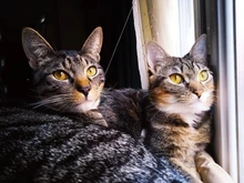 Cama que cuelga de la ventana para mascotas, 20kg, hamaca para gato y mascota, asiento tipo estante