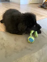 Dog-Toy Rope Knot-Ball HOOPET Chews Teeth-Odontoprisis Small Large Cotton 7-Style Grinding