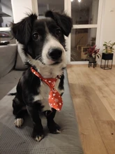 Puppy-Toy Necktie Grooming Dog Cat Adjustable Cute Bow-Tie Printed Cartoon