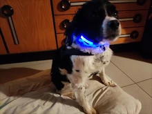 Collar LED para perros y gatos con iluminación de colores fabricada en tejido nylon collar para paseos nocturnos