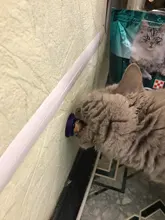 Bola de azúcar para gatos, Snacks de comida sólida para gatos, juguete de comida con hierba gatera Natural y ventosa