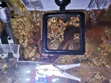 ZRDR-Anillo de alimento para peces, acuario, pecera, pequeño tipo Tropical, alimentador, accesorios de Acuario, 1 Uds.