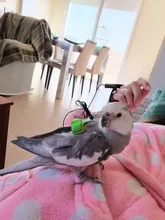 Arnés ajustable para mascotas, correa para loro, cuerda de entrenamiento, banda voladora, correa de adiestramiento al aire libre para caminar