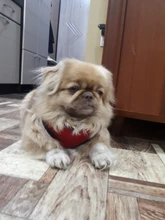 Perro pequeño arnés del animal doméstico ajustable Collar arnés para perro de seguridad de la correa Chaleco de malla de correa de perro Collar para cachorros y gatos para suministros de perro pequeño