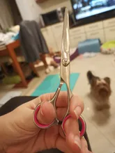 Tijeras de acero inoxidable para peluquería de perros de compañía, 6 pulgadas, curvas, con bordes afilados, para cortar el pelo de animales y gatos, para peluquero