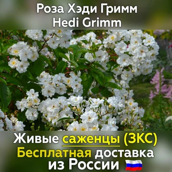 

Coracious seedlings of rose Hedi Grimm (Hedi Grimm) -free shipping from Russia, not seeds, live flowers in a pot