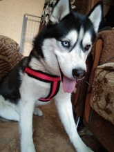 Dog-Collar Dog-Harness-Vest Walking-Leash Leash-Polka-Dot Dogs Pet-Produts Adjustbale