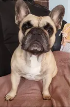 Llavero personalizado de acero inoxidable para foto de perro y amor, grabado, fotografía, recuerdo