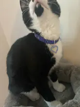 Collar con colgante de hueso para perro y gato, Collar ostentoso con diamantes de imitación para mascotas