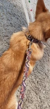 Collar personalizado impreso para mascotas, Collar de nailon para perro, personalizado, grabado gratis, Collar de nombre de cachorro, para perros pequeños, medianos, grandes, Pug