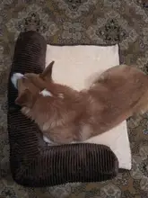 Big Dog Couch Sofa-Beds Kennel Cushion German Shepherd Large Puppy Pet-Cat-Dog Small