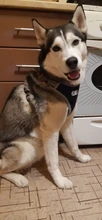 Vest Harnesses Pet-Accessories Husky Adjustable Breast-Band Reflective Large Dog 
