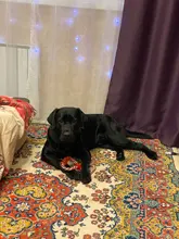 Cuerda para perro de compañía de algodón para masticar, juguete para mascotas con forma de bola de hueso, nudos, limpieza de dientes para perros pequeños, medianos y grandes, 5 tipos