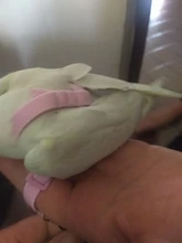 Cuerda de entrenamiento antimordedura para mascotas, Kits de correas ultraligeras, suaves y portátiles, gran oferta