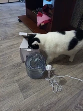 Inteligente de la fuente de agua para gato con grifo dosificador de agua para perro transparente bebedero para mascotas beber filtros de Sensor de movimiento