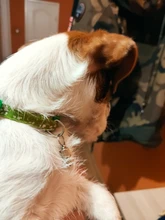 Tag Necklace Dog-Accessories Nameplate Hanging-Bulldog Pet-Id Mysudui Address Anti-Lost