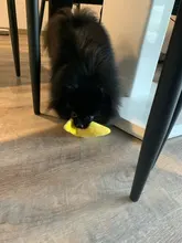 Puppy Chew Sound-Toys Ice-Cream Carrot Interactive Small-Dogs Pawstrip Squeaky-Bone 1pc