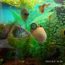 Fish-Tank Pills Algae Aquarium Tropical-Catfish Spirulina Wafer