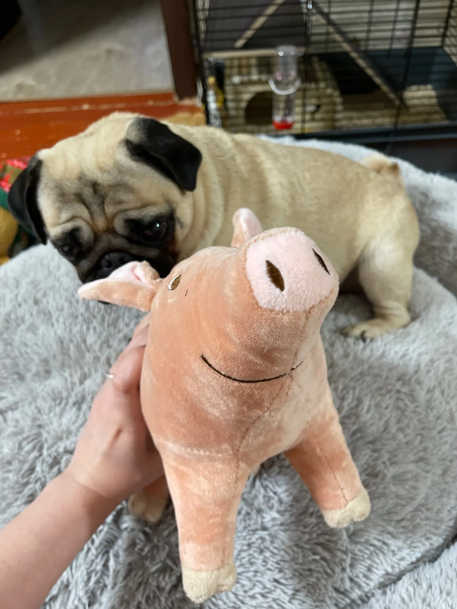 DogMEGA Pig Stuffed Toys for Dogs | Dog Toys Antistress photo review