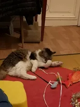 Doll-Pillow Cat-Toy Cat Mint Simulation-Fish Grass-Carp Funny New Pet-Molar