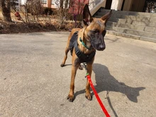 Vest Dog-Harness German-Shepherd Dogs Pet-Military-Training Molle Tactical Medium 