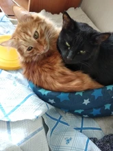 Dispositivo de entrenamiento antiladridos 3 en 1 para perros, dispositivo de entrenamiento LED ultrasónico antiladridos