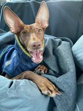 2 en 1 para mascotas perro protector plegable para asiento de coche Transportín seguro casa cachorro bolso accesorios de viaje para coche bolsa de asiento de perro a prueba de agua la cesta