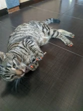 Hierba gatera Natural, juguete para gatos, pasta dental Molar, rama de limpieza de dientes, palillos de gato para aperitivo, 10/15/20/25/50 uds.