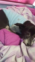 Ropa de perro de moda ropa de invierno para perros pequeños perros mediano chaqueta de abrigo Chihuahua ropa para mascotas para pequeño mediano perros Carlino