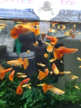 Fish-Food Shelling-Eggs Brine Shrimp Artemia Aquarium Tropic Feeding Baby for New 150ml