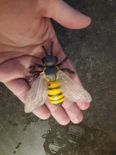 Figuras de acción de mariquita y abeja para crecimiento de mariposas, simulación de modelos de animales, Material de enseñanza para chico