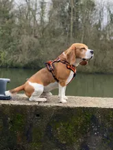 Truelove Front Nylon Dog Harness No Pull Vest Soft Adjustable Safety Harness For Dog