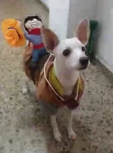 Novelty Halloween Dog Costumes Pet Clothes Cowboy Dressing up Jacket Coats for Dogs Funny