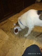 Alimentador automático de mascotas, para perros y gatos, depósito de comida de 2.2L y de agua de 528ml, suministro lento de comida