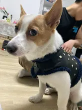 Vest Dog-Harness Dogs-Clothes Yorkshire Padded Puppy Chihuahua Warm Cool for Small Cats