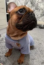 2020 nuevo puro algodón Bulldog francés camiseta parte inferior elástica camisa S-XXL ropa de perro para Yorkshire Chihuahua mascota disfraz de