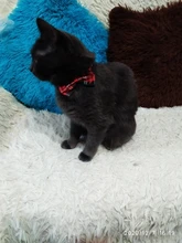 Cat Bed Tent House Cushion Pet-Bed Removable Warm Winter with Collapsible Xmas