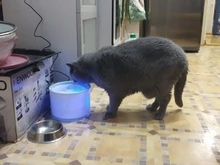 Water-Fountain Automatic Bowl Feeder Drinker FILTERS Led-Lighting Cats with 5-Pack USB