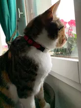 Cat-Collar Nylon-Strap Bell Puppy Adjustable Small Cute with Frosted ABS Pet-Cat SUPREPET