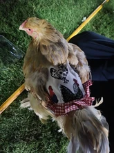 Delantal elástico para silla de pollo, Protector de plumas en la espalda, ajustable, ropa para mascotas, vestido para aves de corral