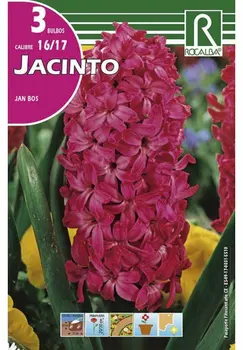 

JAN BOS hyacinth bulbs-bright red autumn bulbs