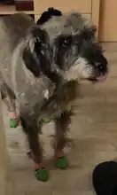 4 Uds lindo de moda para mascotas gatos calcetines para perros perrito lindo punto Calcetines antideslizantes antideslizante fondo