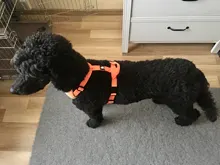 Pet-Harness Truelove Walk Padded Seat-Belt Handle Reflective-Dog Adjustable Small Soft