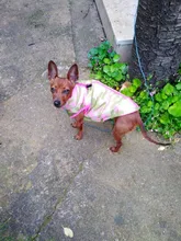 Ropa de invierno para mascotas, atuendo con chaleco cálido para perros pequeños, abrigo para perro, Chihuahua acolchado, a prueba de viento, 20